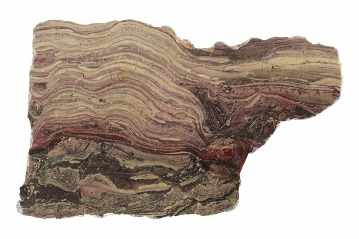 Polished Domal Stromatolite Slab - Billion Years Old #239929